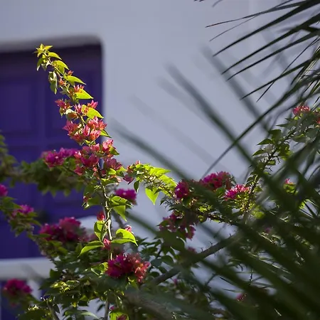 Kivotos Mykonos - Preferred & 5*